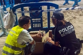 Nacen varias decenas de ejemplares de tortuga boba