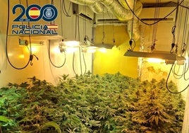Una de las plantaciones de marihuna que tenía el detenido en Xirivella.