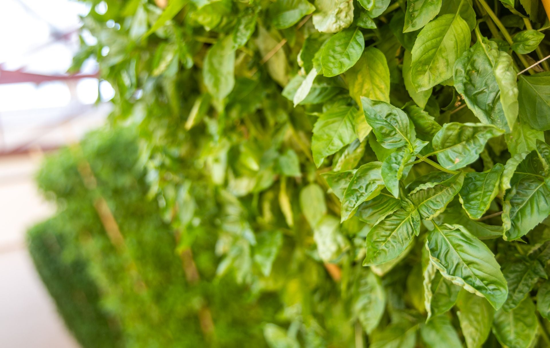 Fotos | La fiesta de les alfabegues en Bétera