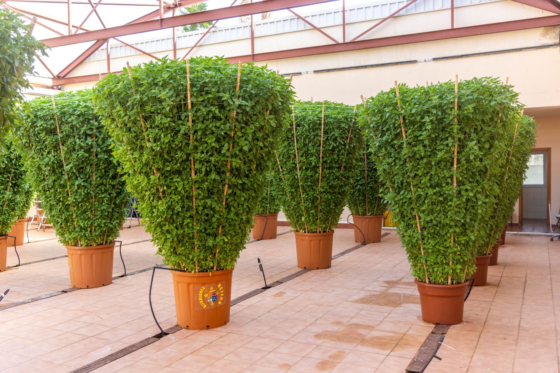 Fotos | La fiesta de les alfabegues en Bétera