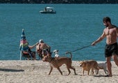 Perros disfrutando de su espacio en la playa