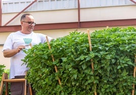 Ramón Asensi, alfabeguer de Bétera, en el huerto de les Alfàbegues