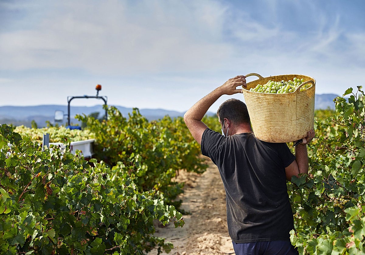 La ola de calor dispara los costes de producción en el campo valenciano