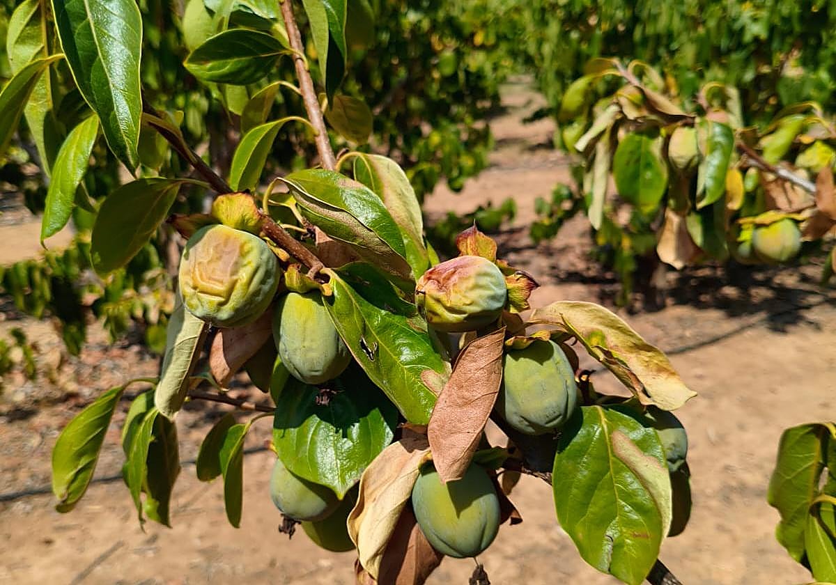 Caquis dañados por la falta de agua.