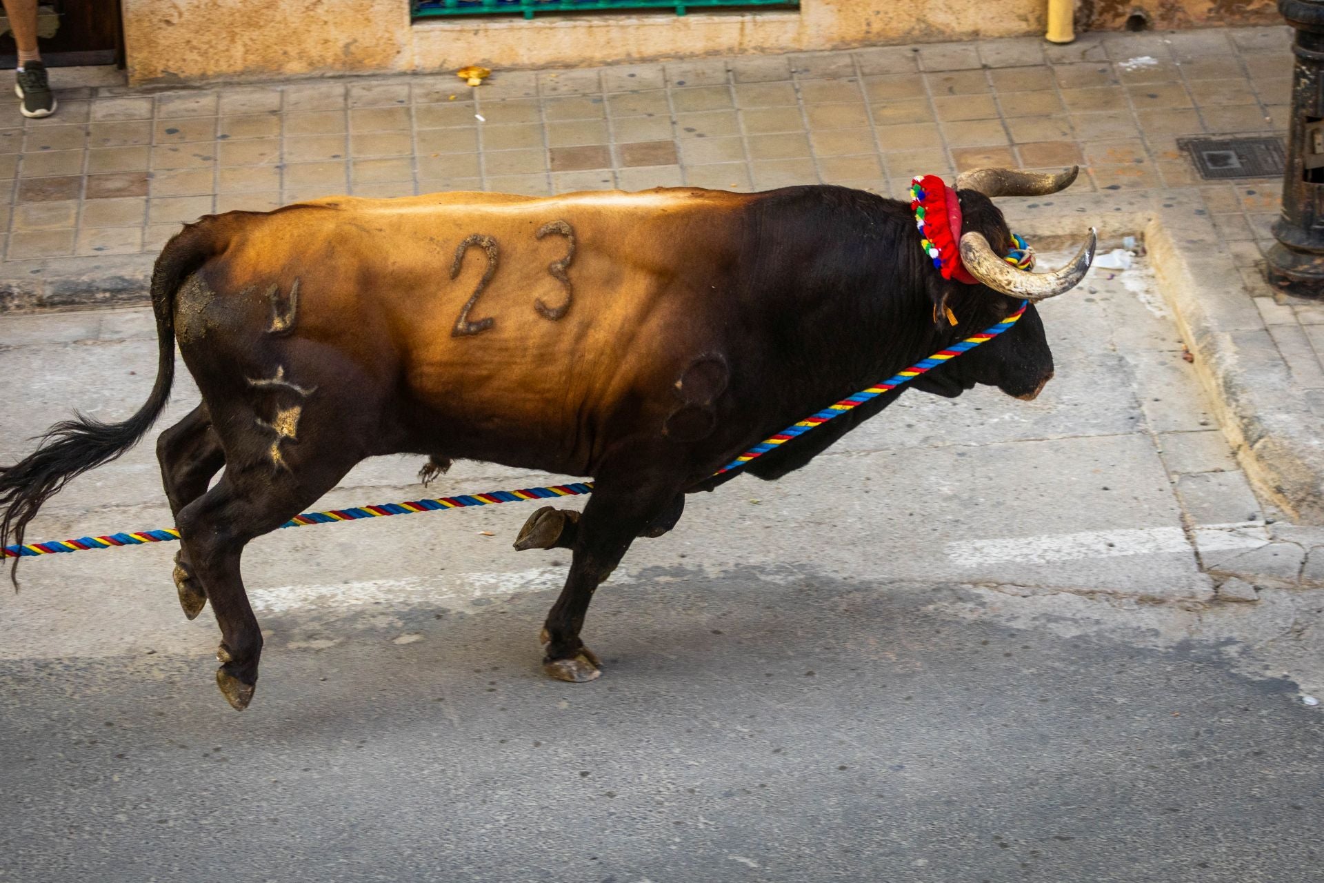 El Torico ya corre por las calles de Chiva como bálsamo contra la dana