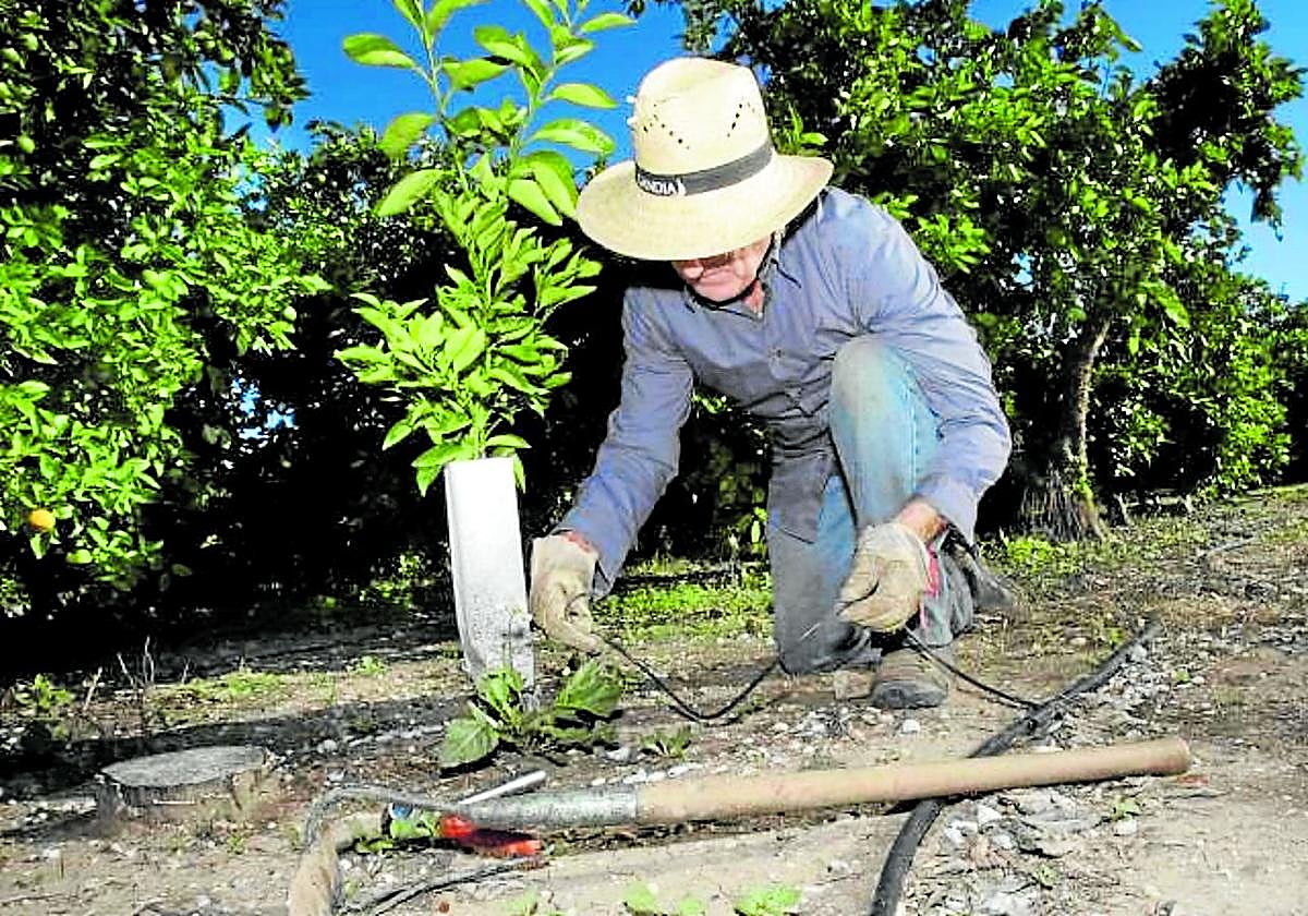 El IVIA confirma que los frutales producen más si el riego moja mayor porción de suelo