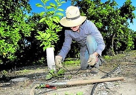 El IVIA confirma que los frutales producen más si el riego moja mayor porción de suelo