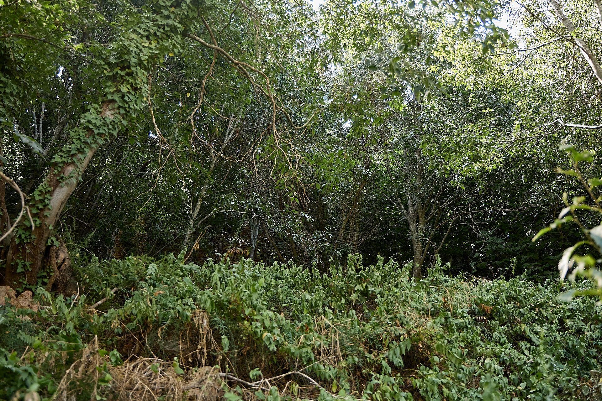 La maleza que invade las viviendas en Riba-roja