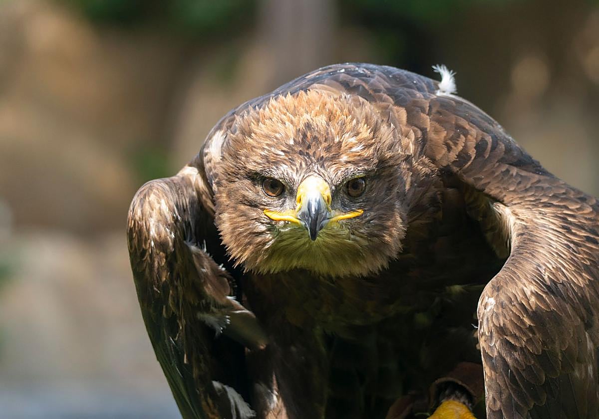 Bioparc Valencia recupera un águila rapax para la actividad 'El Ciclo de la Vida' tras superar un problema en el plumaje