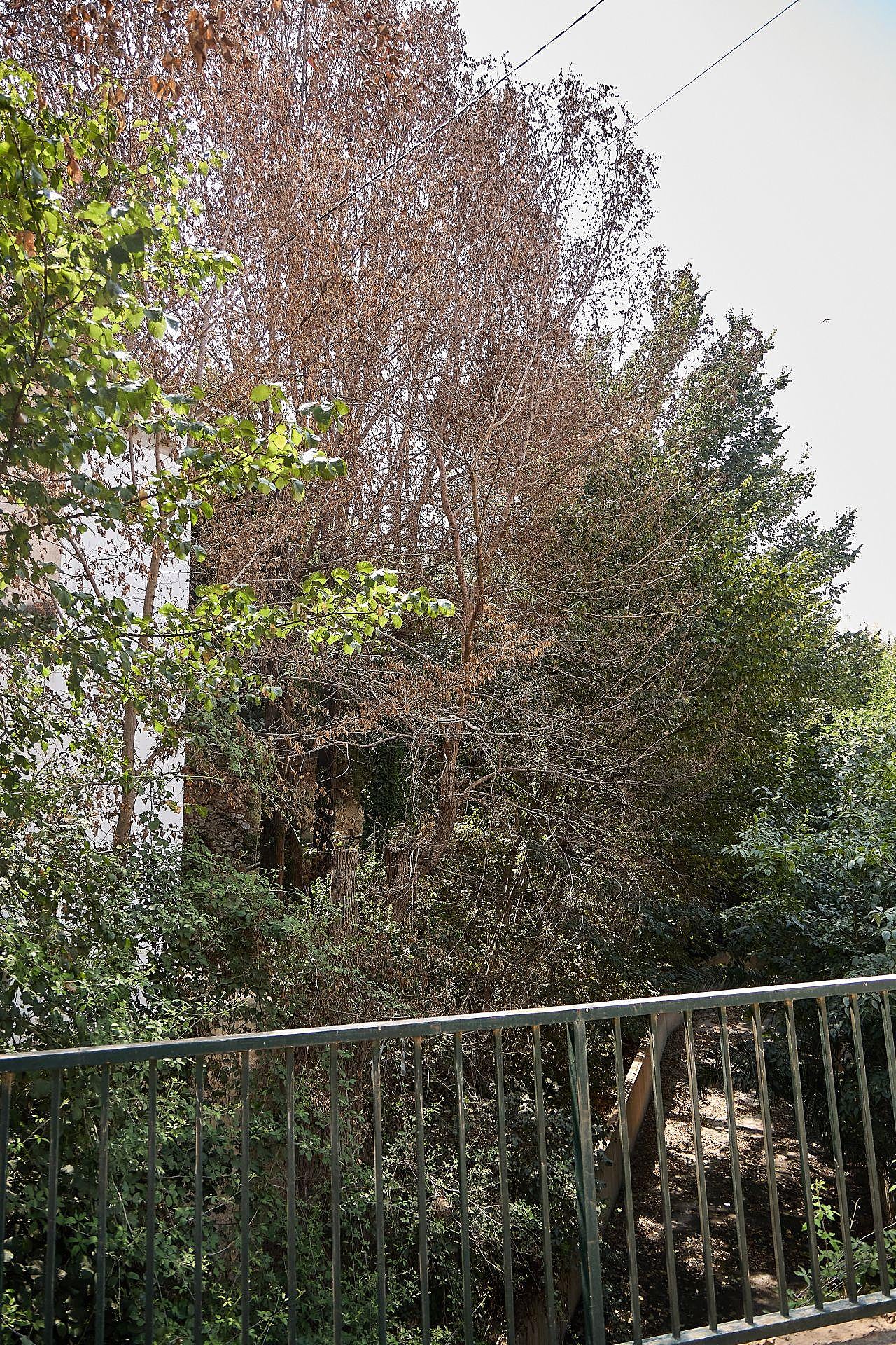 La maleza que invade las viviendas en Riba-roja