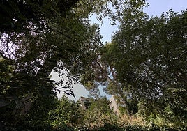 La maleza que invade las viviendas en Riba-roja