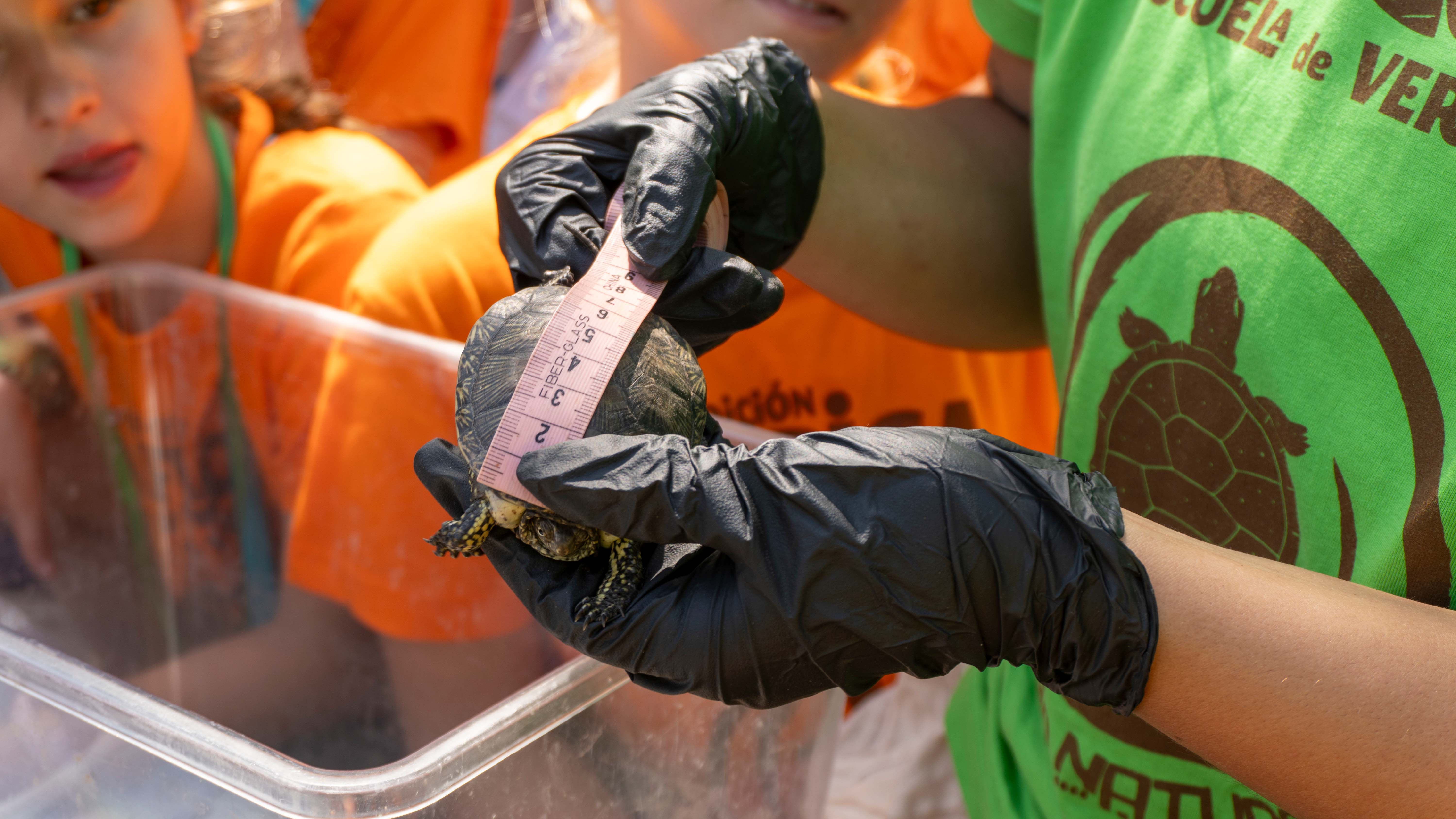 Uno de los ejemplares reintroducidos en la marjal.