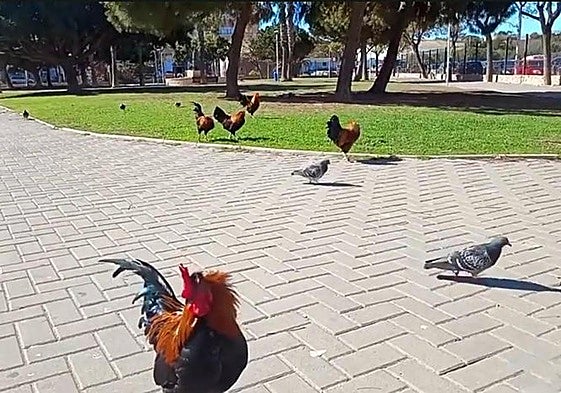Las gallinas conviven con las palomas en los parques de Torrevieja