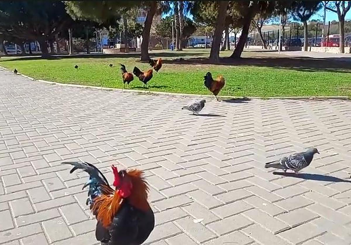 Las gallinas conviven con las palomas en los parques de Torrevieja