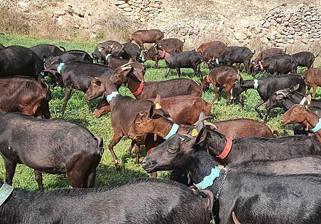 Rebaños de cabra murciano - granadina.