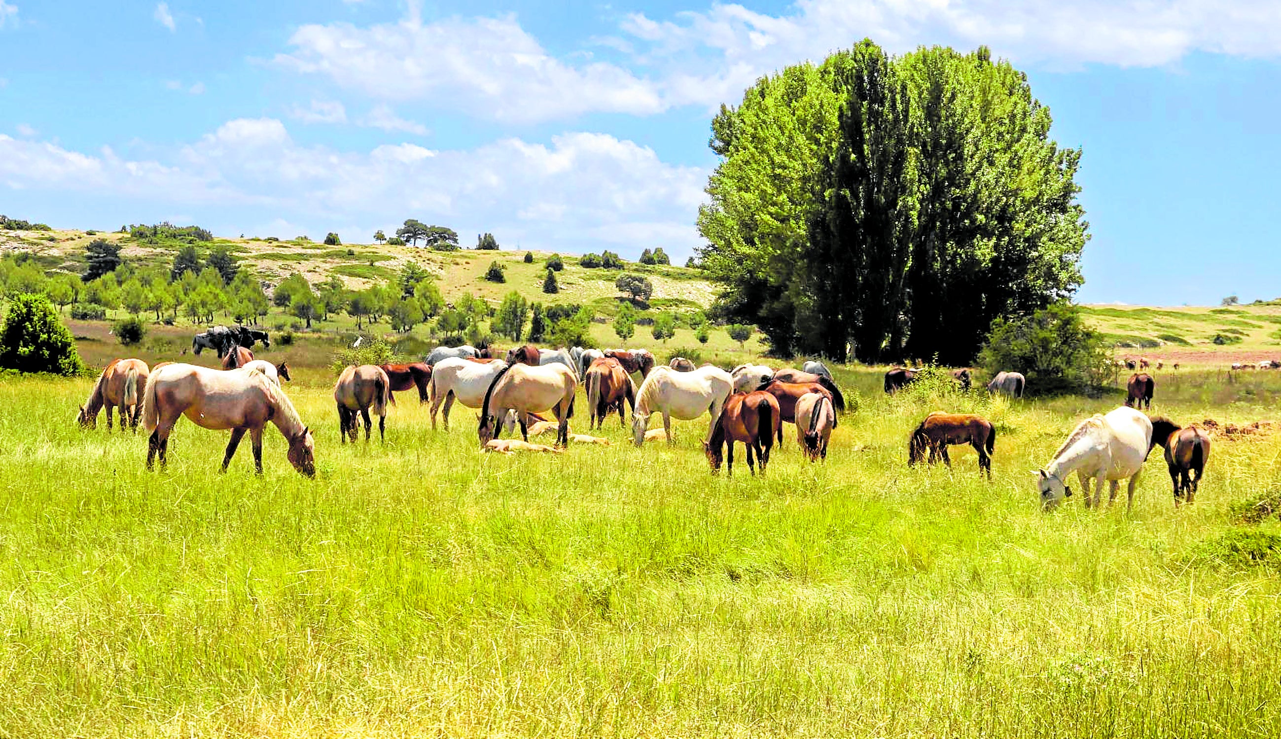 Caballos pastando durante el traslado desde Aragón a la Comunitat Valenciana.
