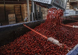 El cultivo de tomates listo para la Tomatina 2025.