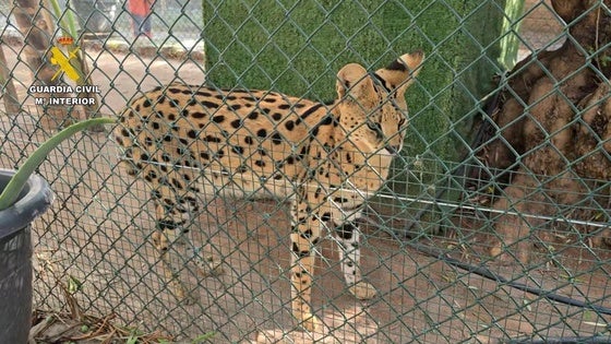 Imagen de animales exóticos en cautiverio.