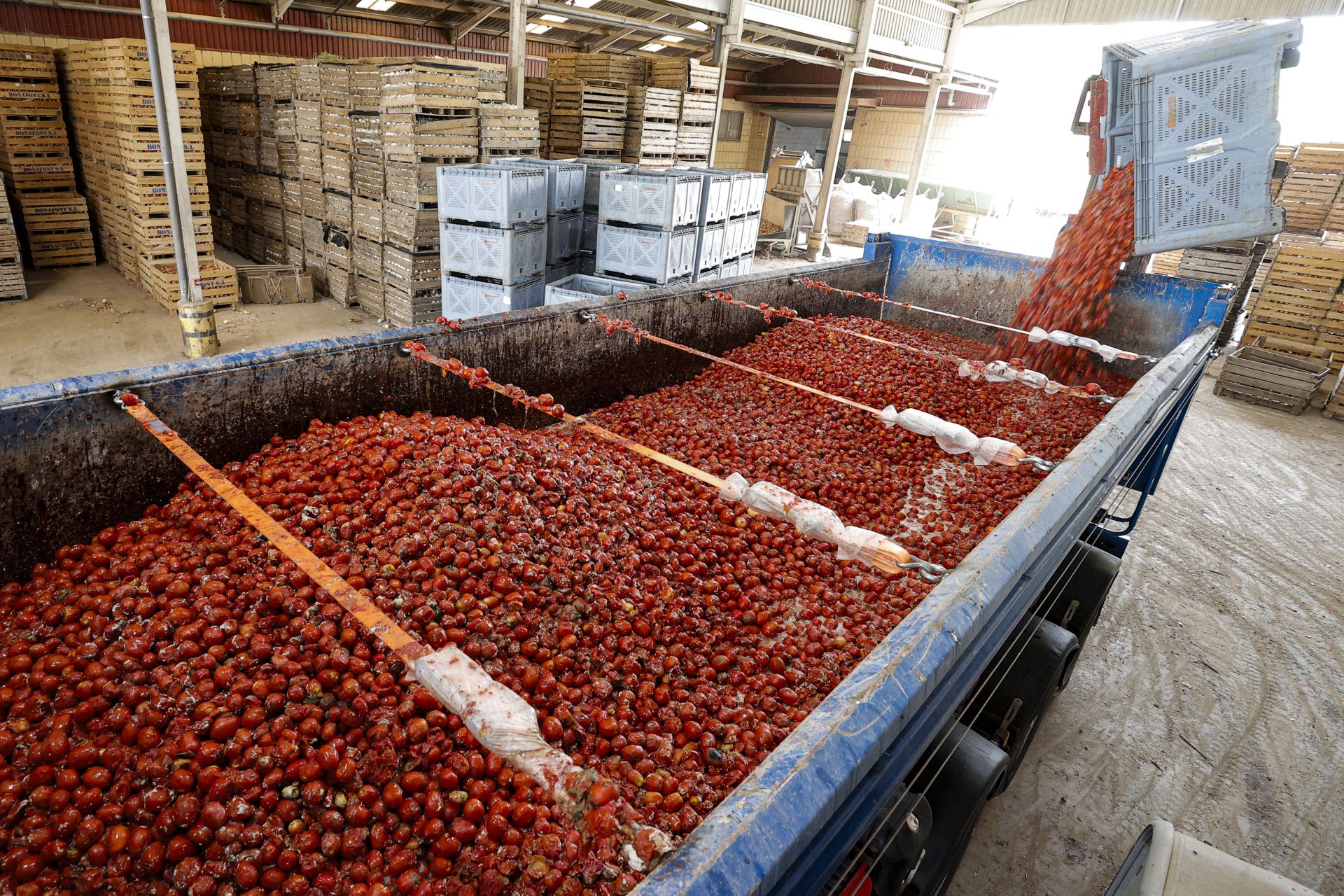 FOTOS | Tomatina de Buñol 2025