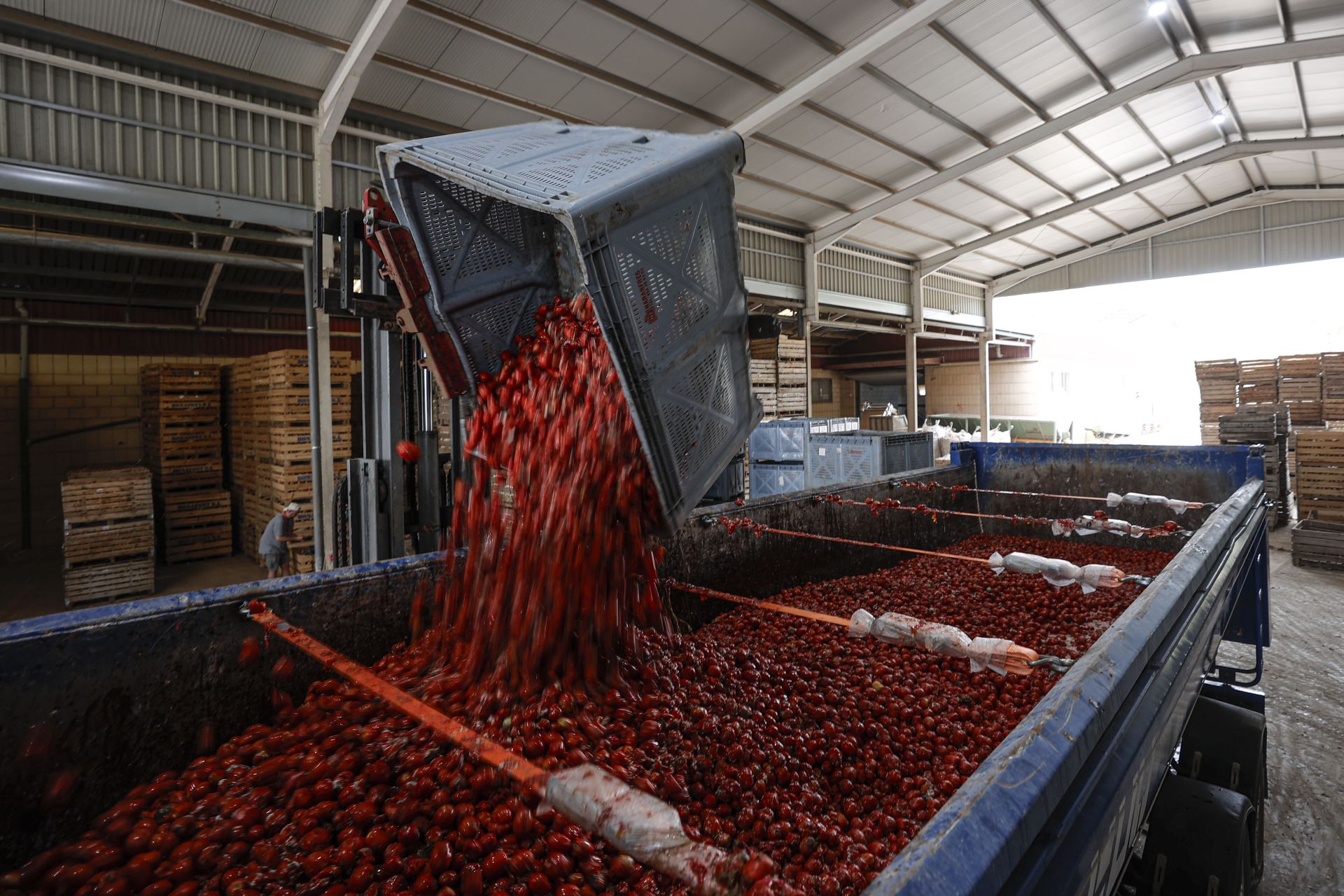 FOTOS | Tomatina de Buñol 2025