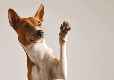 Cómo saludar a un perro de manera correcta: «La mano siempre por debajo del hocico»