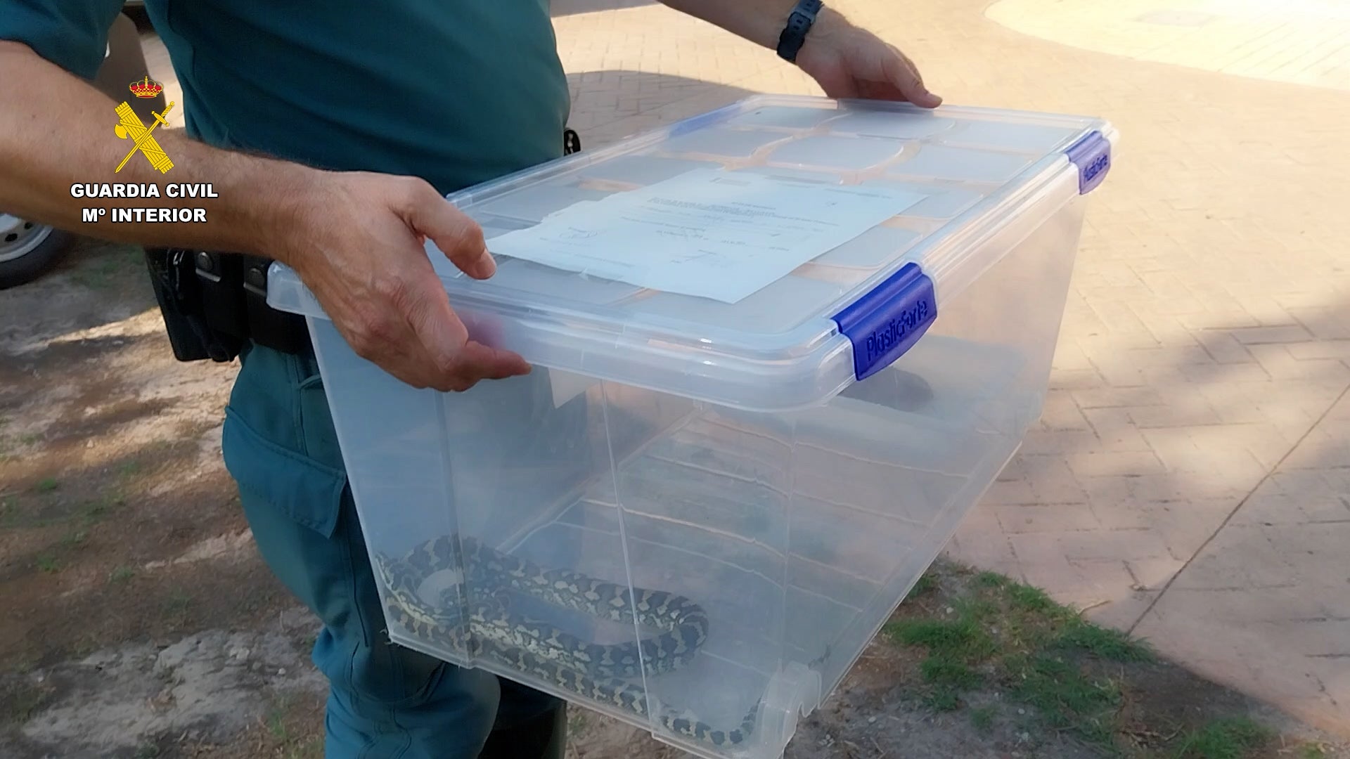 Uno de los reptiles hallados en Cullera.