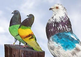 De izquierda a derecha, 'Gran Capitán', 'Joker' y 'Sordo', los tres palomos sustraídos.