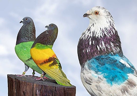 De izquierda a derecha, 'Gran Capitán', 'Joker' y 'Sordo', los tres palomos sustraídos.