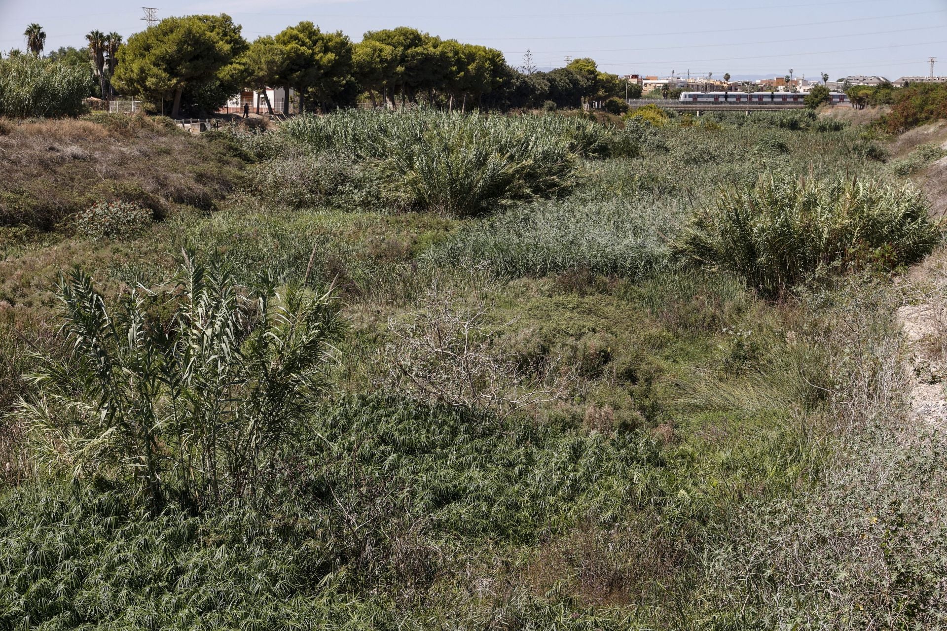 FOTOS | El cauce del Carraixet, repleto de vegetación