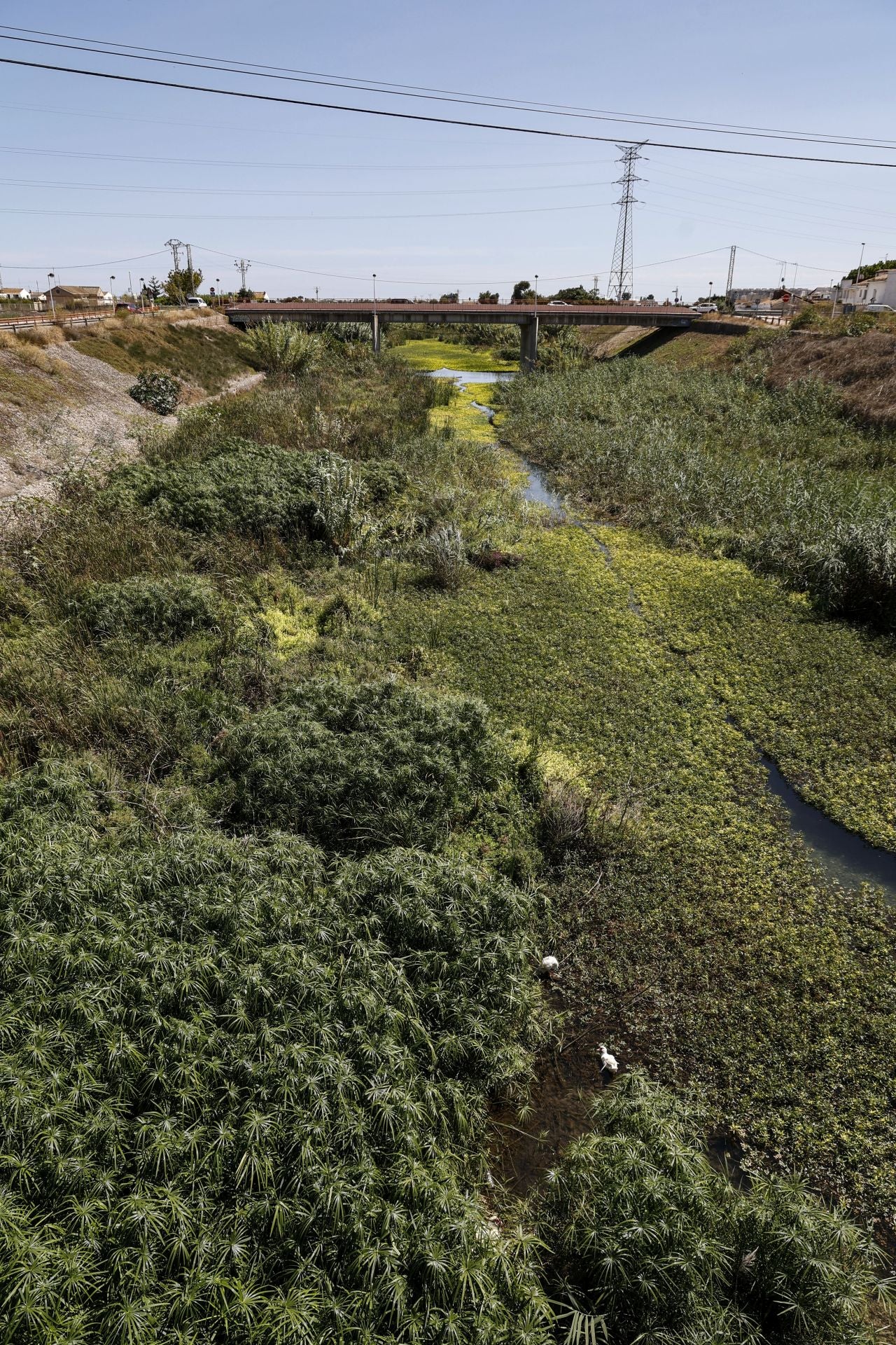 FOTOS | El cauce del Carraixet, repleto de vegetación