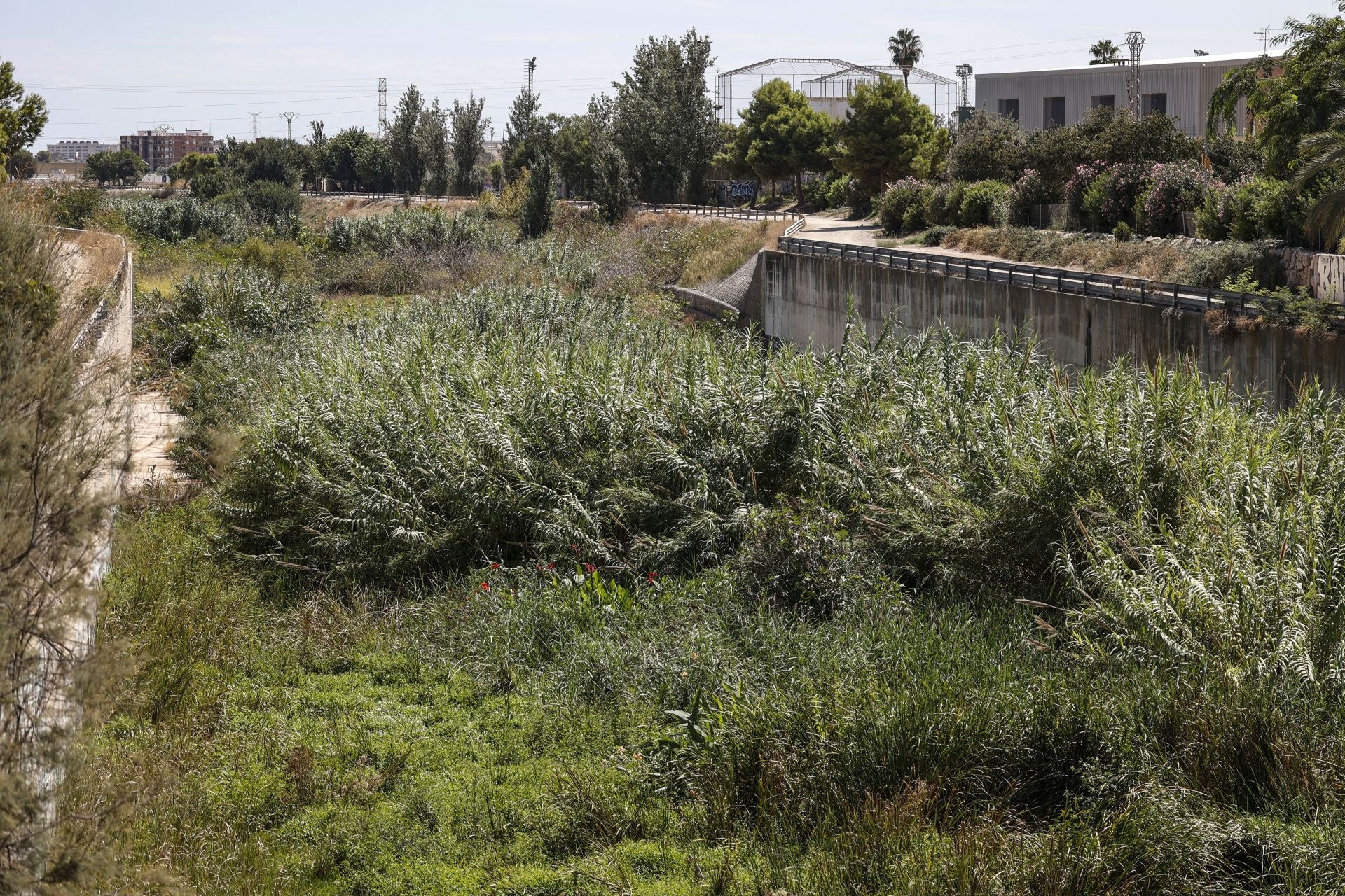 FOTOS | El cauce del Carraixet, repleto de vegetación