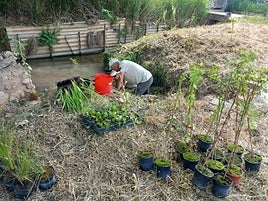 Trabajo de plantación en Albalat.