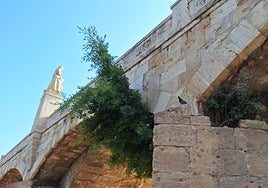 Maleza que ha crecido en el puente de San José, en Valencia.