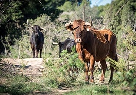 Vacas en una imagen de archivo.