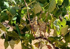 Vides afectadas por el pedrisco.