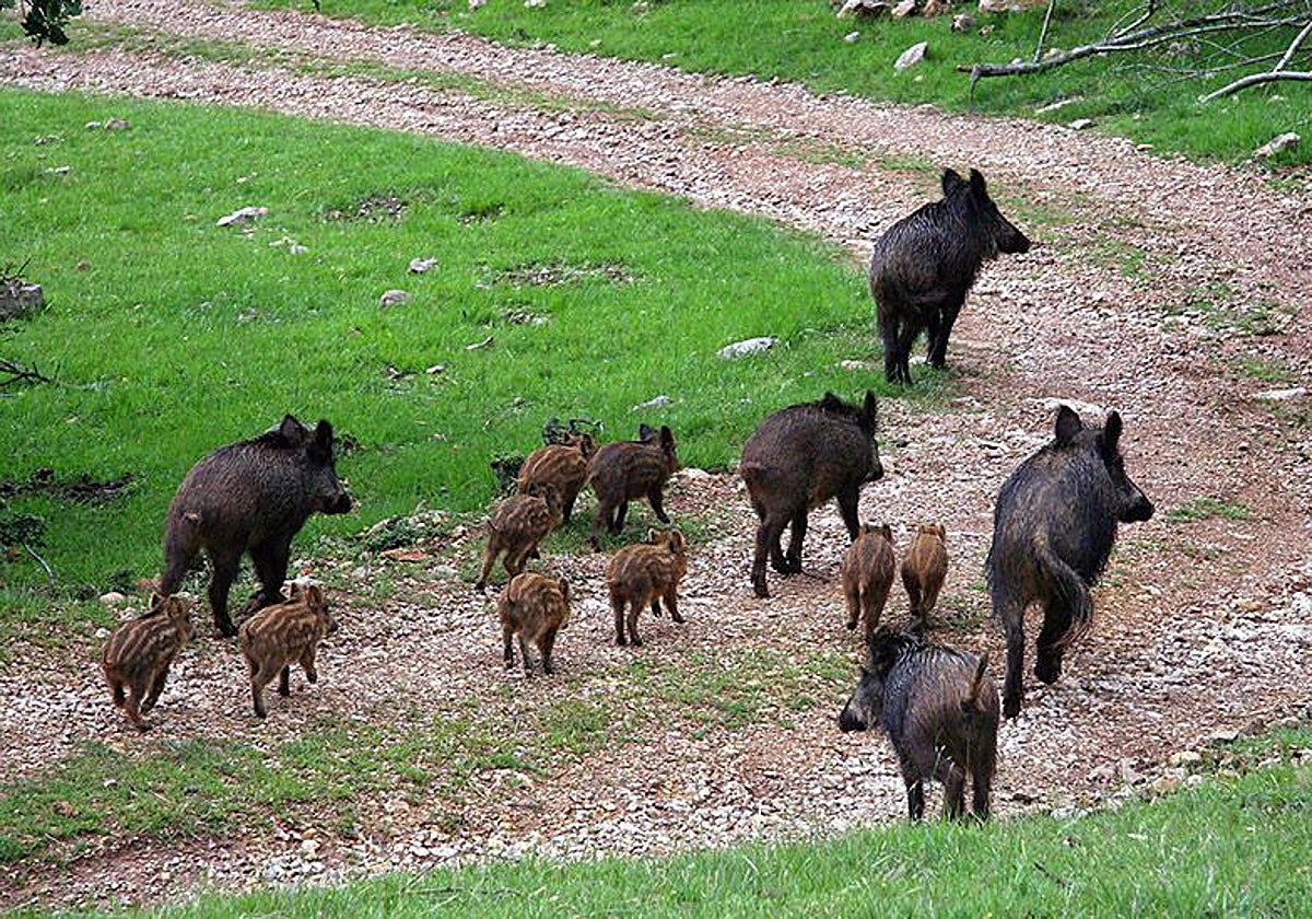Unos jabalíes pasando por un campo.