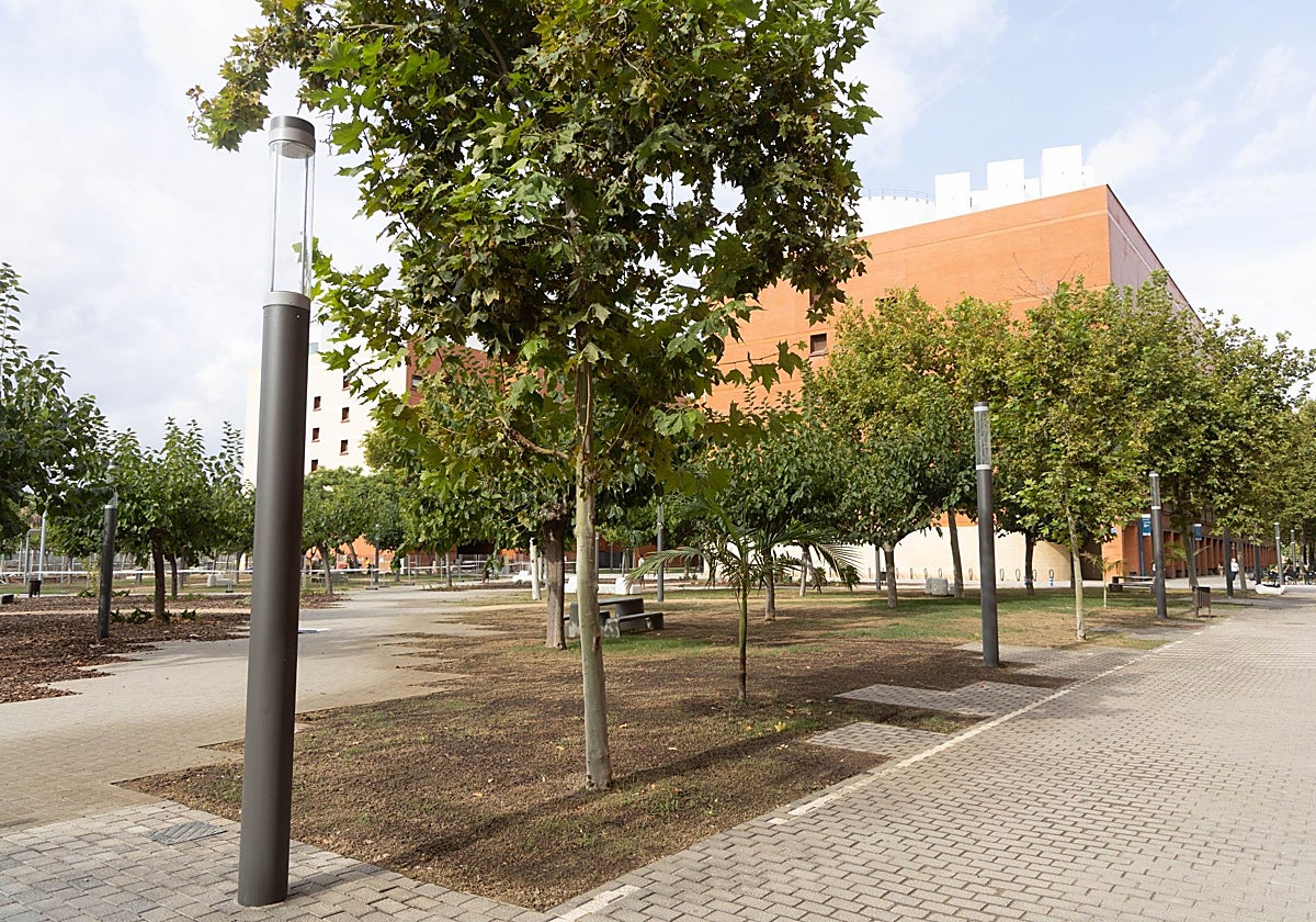Pradera de césped afectada por la plaga de gusanos, este viernes.