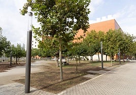 Pradera de césped afectada por la plaga de gusanos, este viernes.