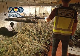 Plantación de marihuana intervenida en un chalet de Cheste.