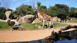 Jirafas y avestruces en la sabana de BIOPARC Valencia