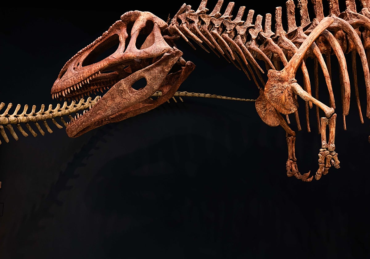 Exposición sobre dinosaurios, con la espectacular réplica que se exhibirá en Valencia.
