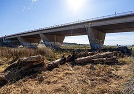 Troncos y arbustos arrastrados por la dana en el nuevo cauce del Turia a su paso por Valencia.