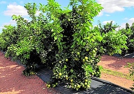 Cambios. Moderna explotación de naranjos tras reconvertir la anterior, que fue arrancada, remodelando marcos de plantación, variedades y sistema de riego. Distinción. Caquis de la nueva variedad Oreto, de la cooperativa CANSO, confeccionados con esmero en pequeñas cajas y listos para su venta en los lineales de tiendas y supermercados.