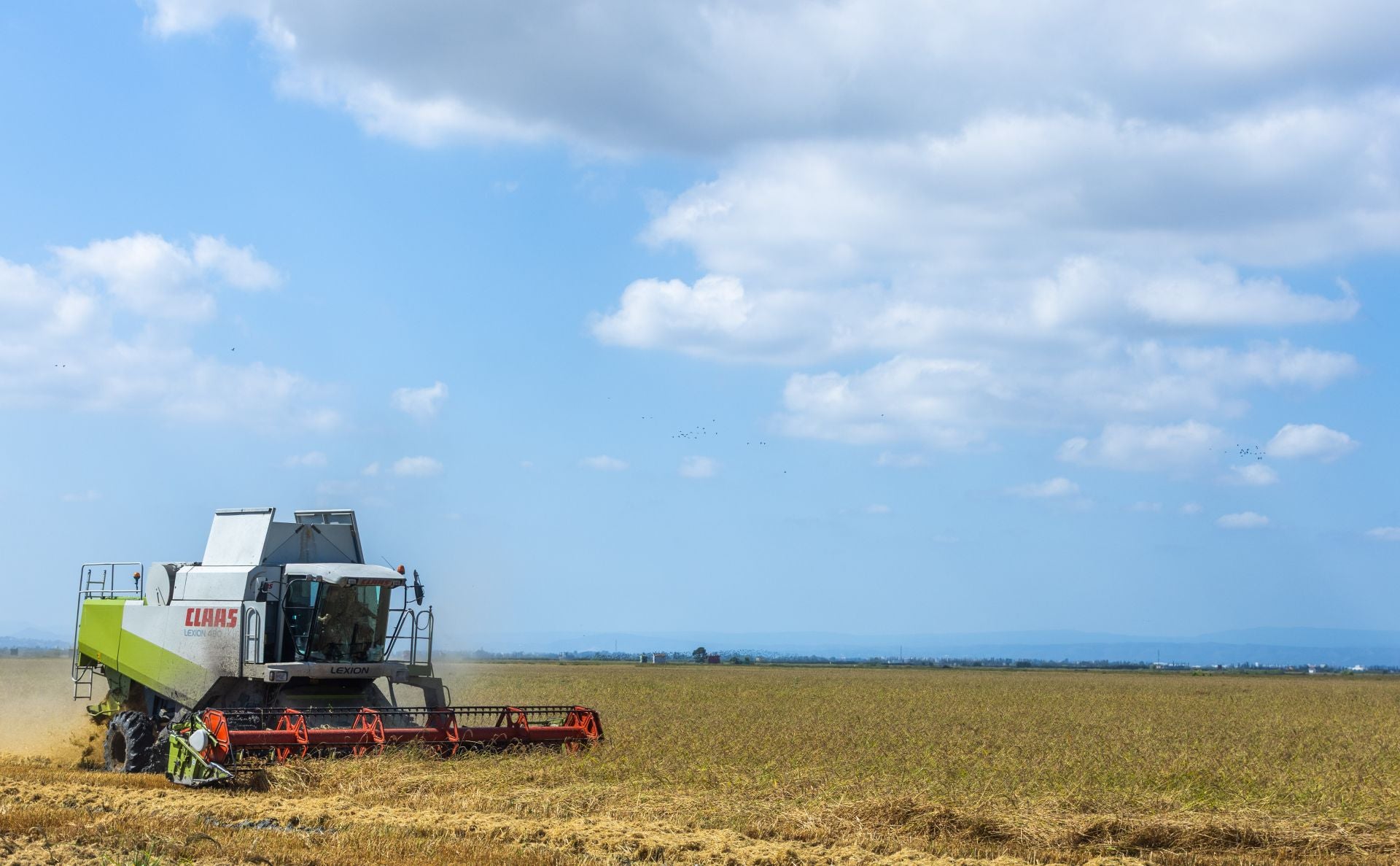 FOTOS | La cosecha del arroz en la Albufera