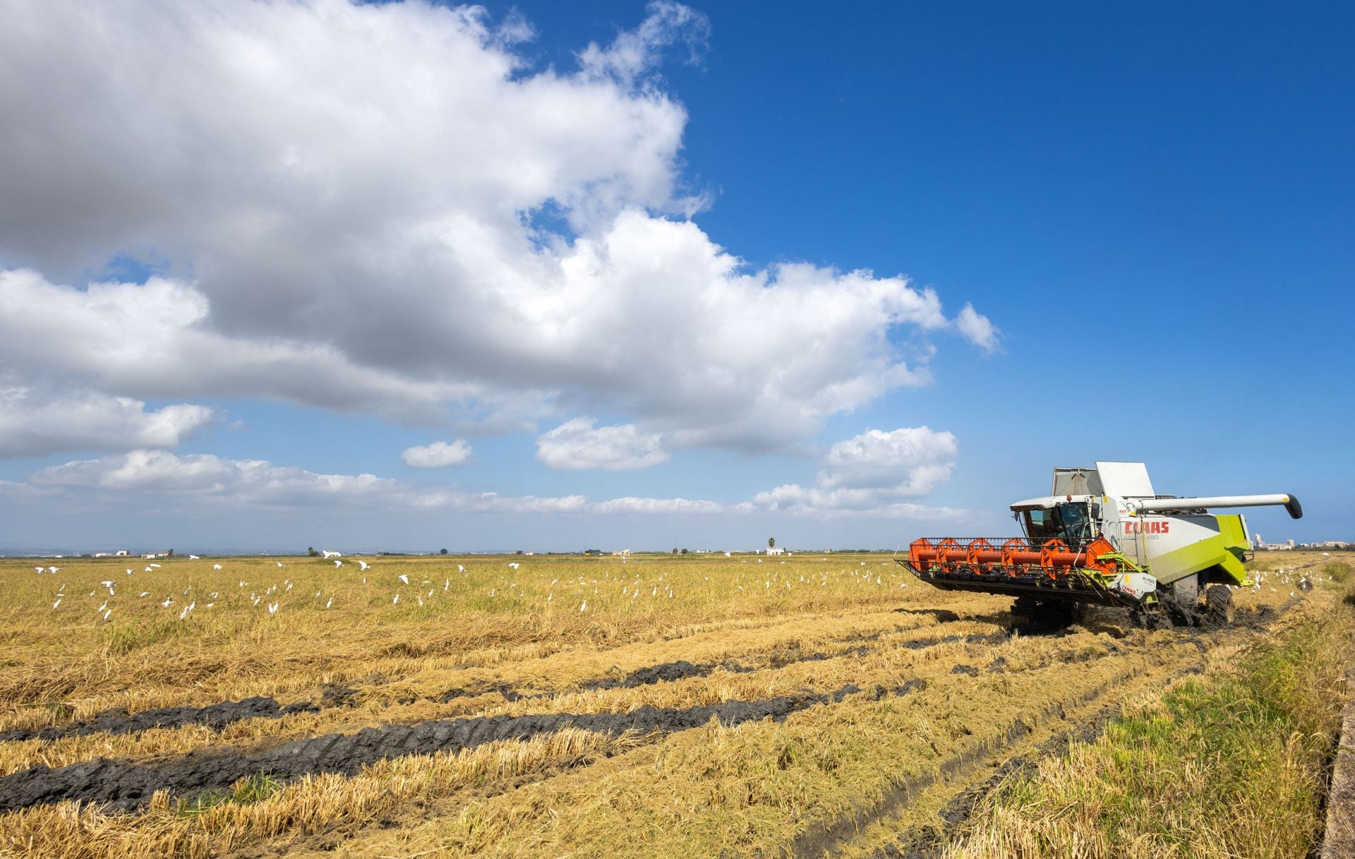 FOTOS | La cosecha del arroz en la Albufera