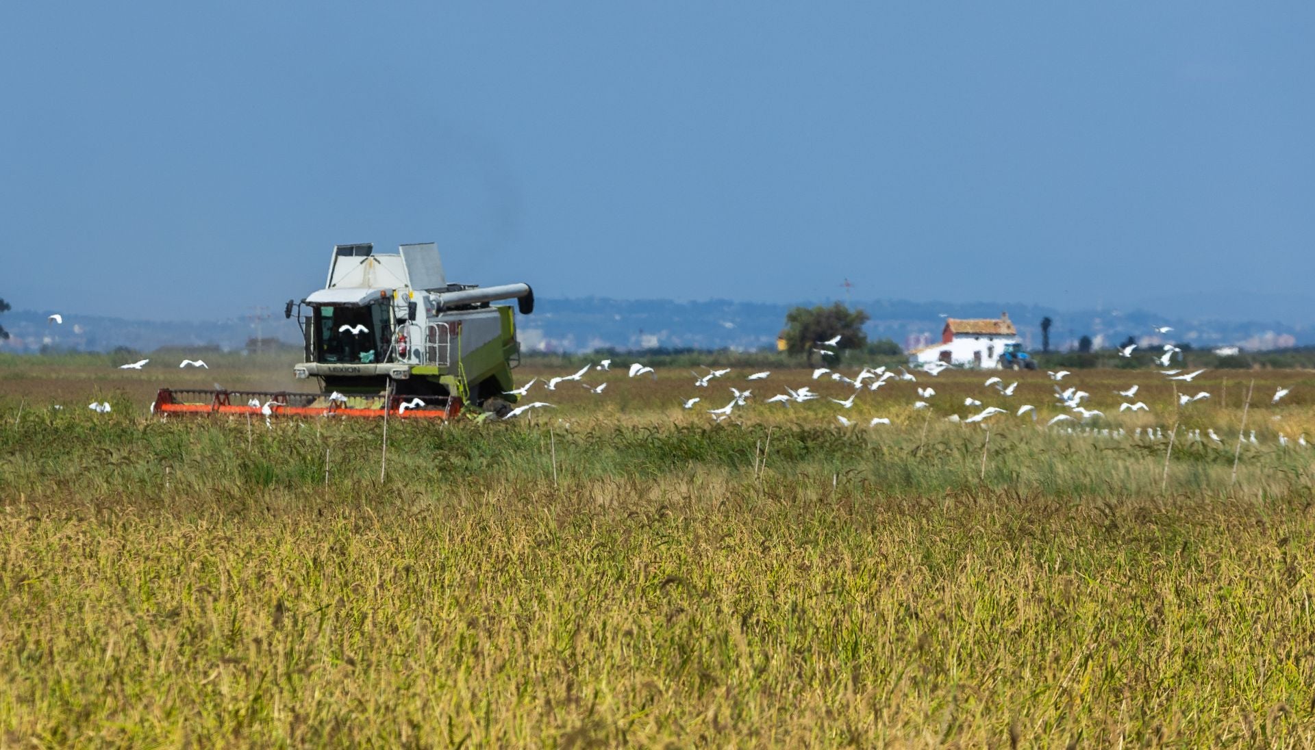 FOTOS | La cosecha del arroz en la Albufera