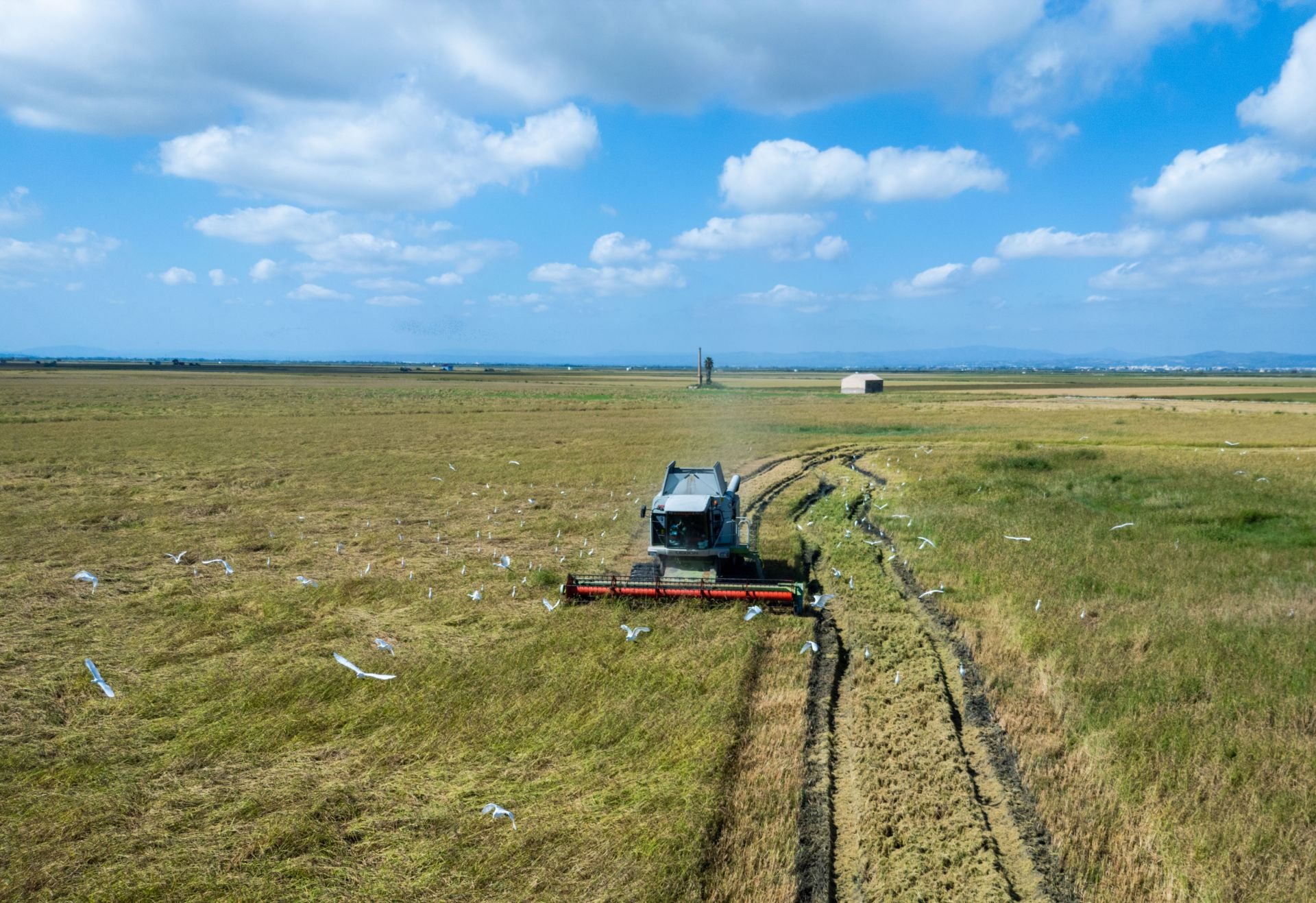 FOTOS | La cosecha del arroz en la Albufera