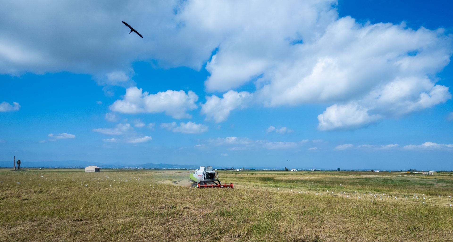 FOTOS | La cosecha del arroz en la Albufera