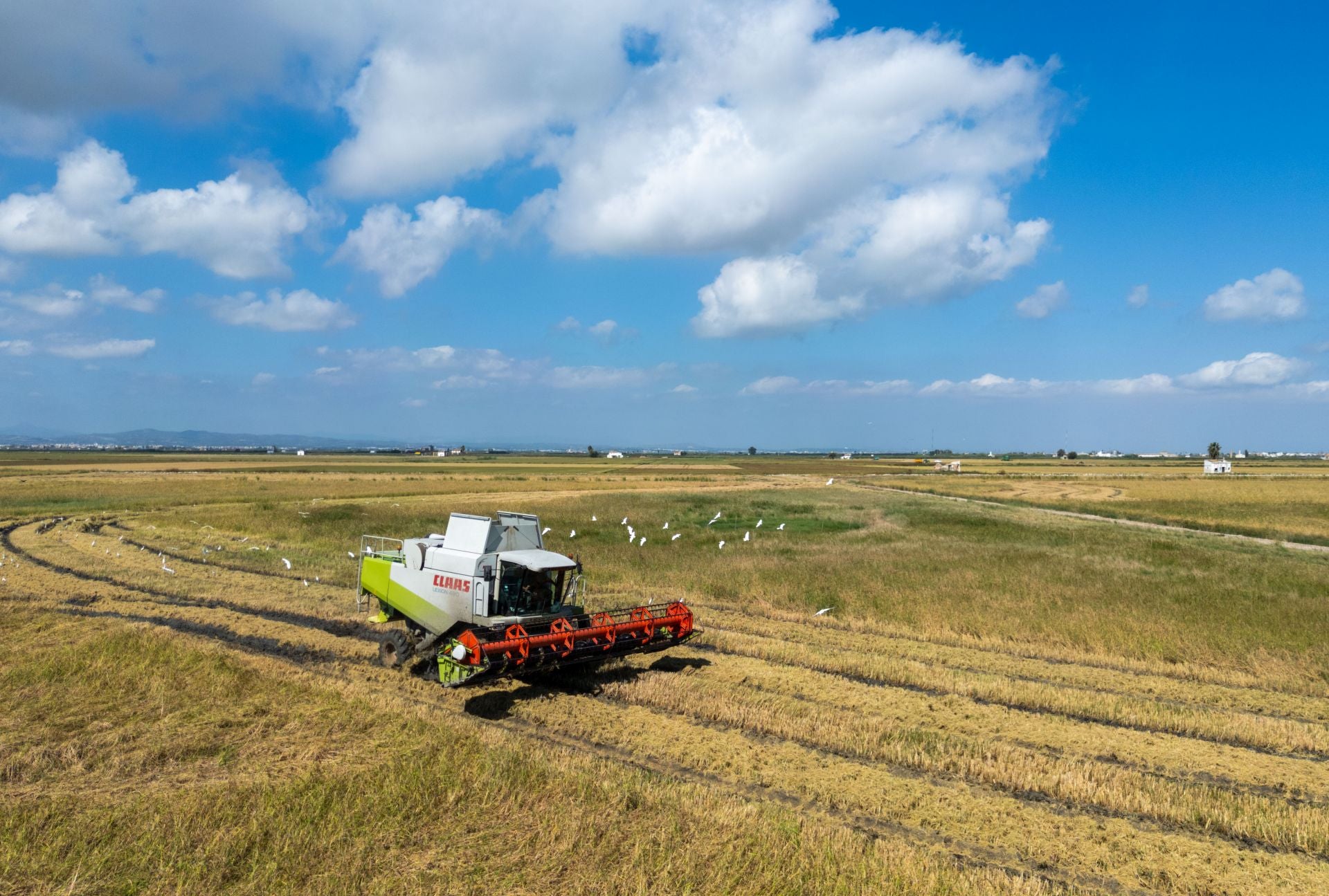 FOTOS | La cosecha del arroz en la Albufera