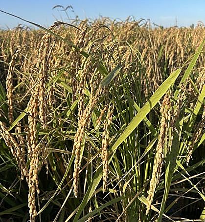 Porte de la planta a finales de agosto